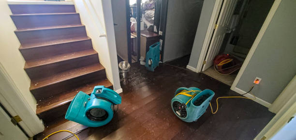 Best Mold removal after water damage  in Nedrow, NY